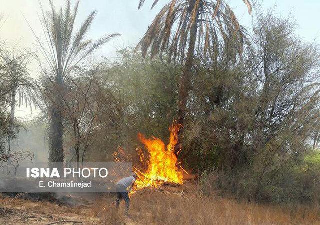آتش سوزی 400 اصله نخل در شادگان آتش سوزی 400 اصله نخل در شادگان