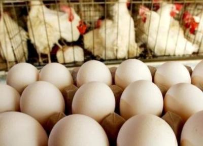اصلاح قیمت مرغ و تخم مرغ در هفته آخر شهریور