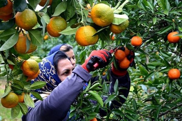 معمای نارنگی های زودرس ، جدیدترین قیمت میوه های پاییزه معمای نارنگی های زودرس ، جدیدترین قیمت میوه های پاییزه
