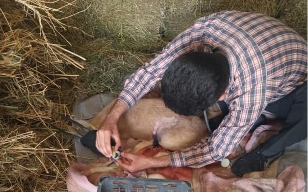 39 گونه حیات وحش بیمار در بوشهر درمان شدند