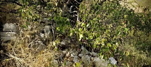 معمای توهم نوری: آیا می توانید گربه پنهان در جنگل را در عرض معمای توهم نوری: آیا می توانید گربه پنهان در جنگل را در عرض 12 ثانیه پیدا کنید؟