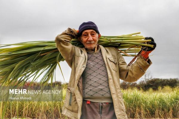 کام شیرین زمستانه با شکر سرخ