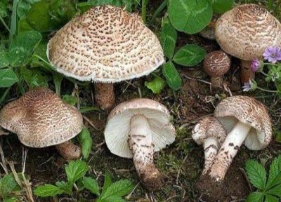 قارچ های خودرو در طبعیت سمی و مرگ آور هستند