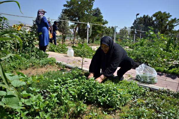 اینجا سبزی بکار و به خانه ات ببر