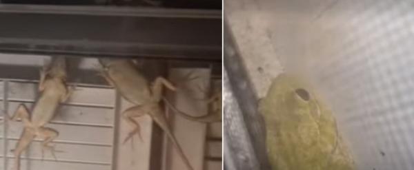 پناه آوردن مارمولک هاو قورباغه ها به پنجره خانه ها، عکس پناه آوردن مارمولک هاو قورباغه ها به پنجره خانه ها، عکس